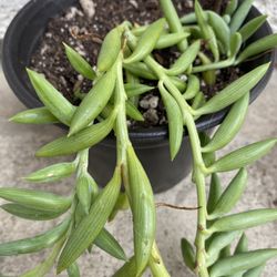 6 inch Pot Succulent plant - Senecio Radicans - String of bananas / watermelon - rooted ready to be planted - drought resistant 