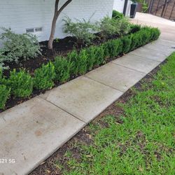 Plants And Shrubs