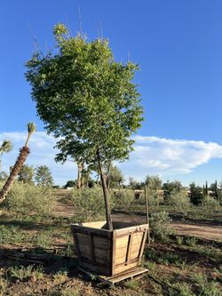 Gorgeous Palm And Olive Trees & More!