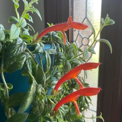 Goldfish succulent plant/ Indoor Plant/ House Plant Flower Patio Garden 