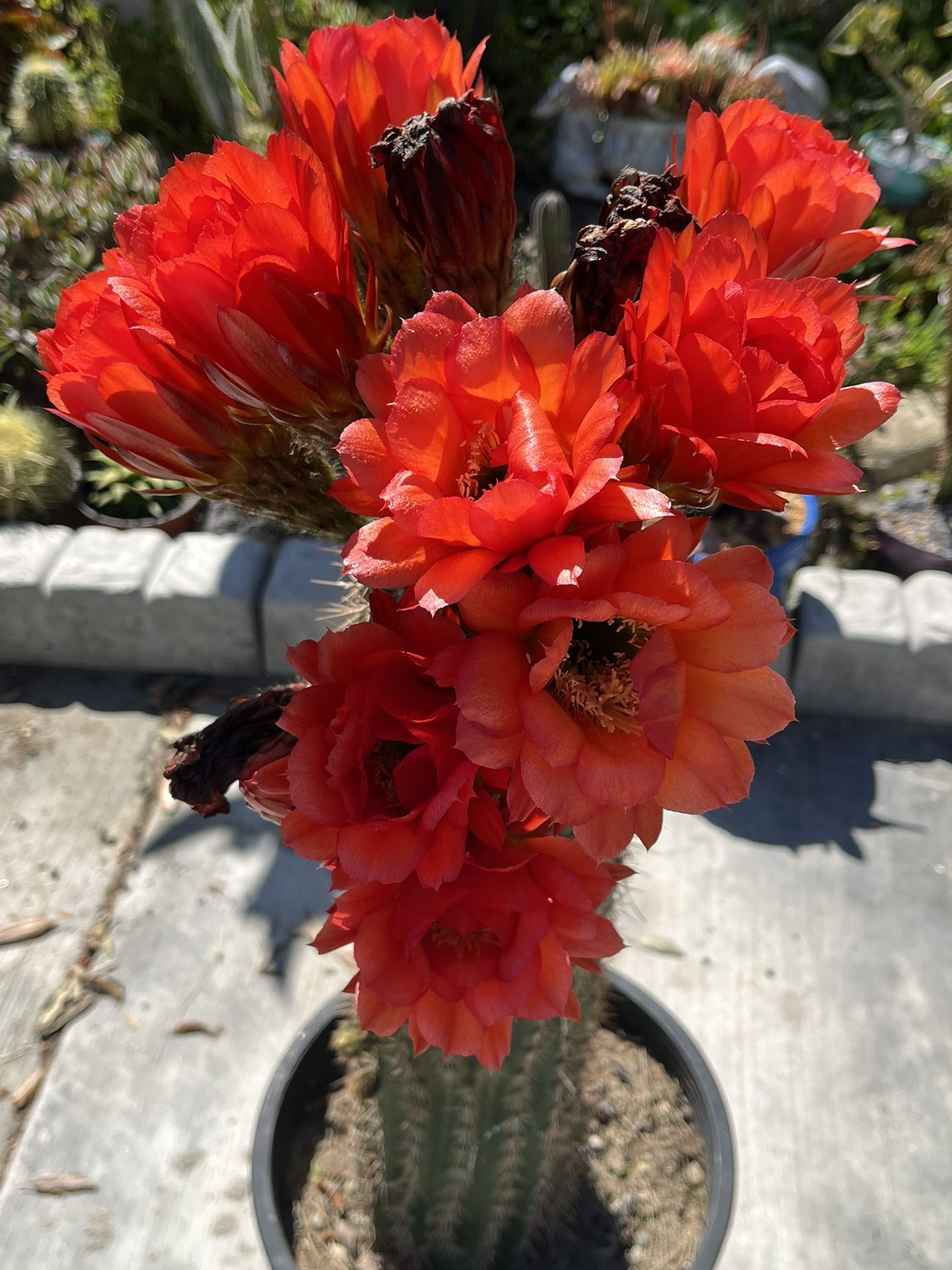 Very Healthy Cactus With Beautiful Flowers 