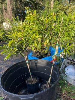 Sapodilla trees air layered