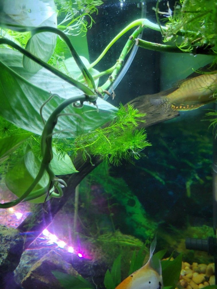 Aquarium Plants