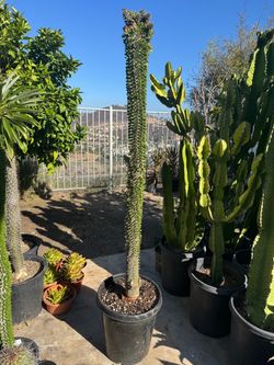 Large Ocotillo plant