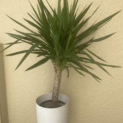 Yucca Plant