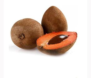 Mamey Sapote Tree