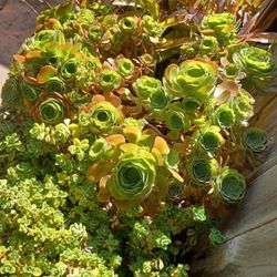 wild flower mix seeds 3 Packs of Flower Seed Mixes