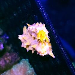 Indopacific Yellow Cucumber Pair
