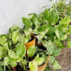 Variegated Pothos Live Plants Houseplants Vine Foliage Home Decor - 10 each