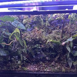 Exo terra Terrarium (Everything Included)