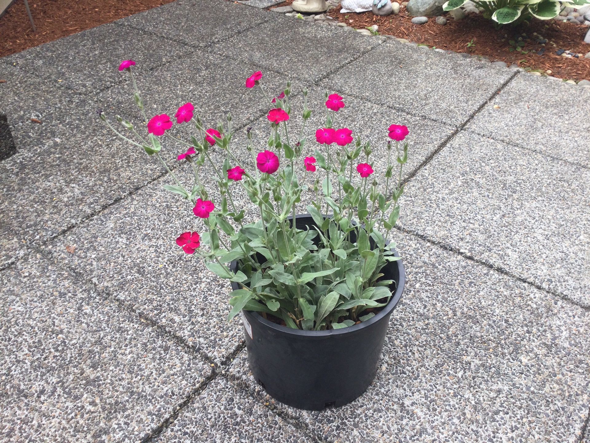 Rose Campion Perennial Plants — $15
