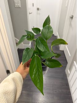 Golden Pothos young plant in pot very pretty