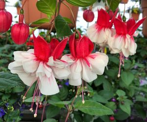 4” Fucshia plant