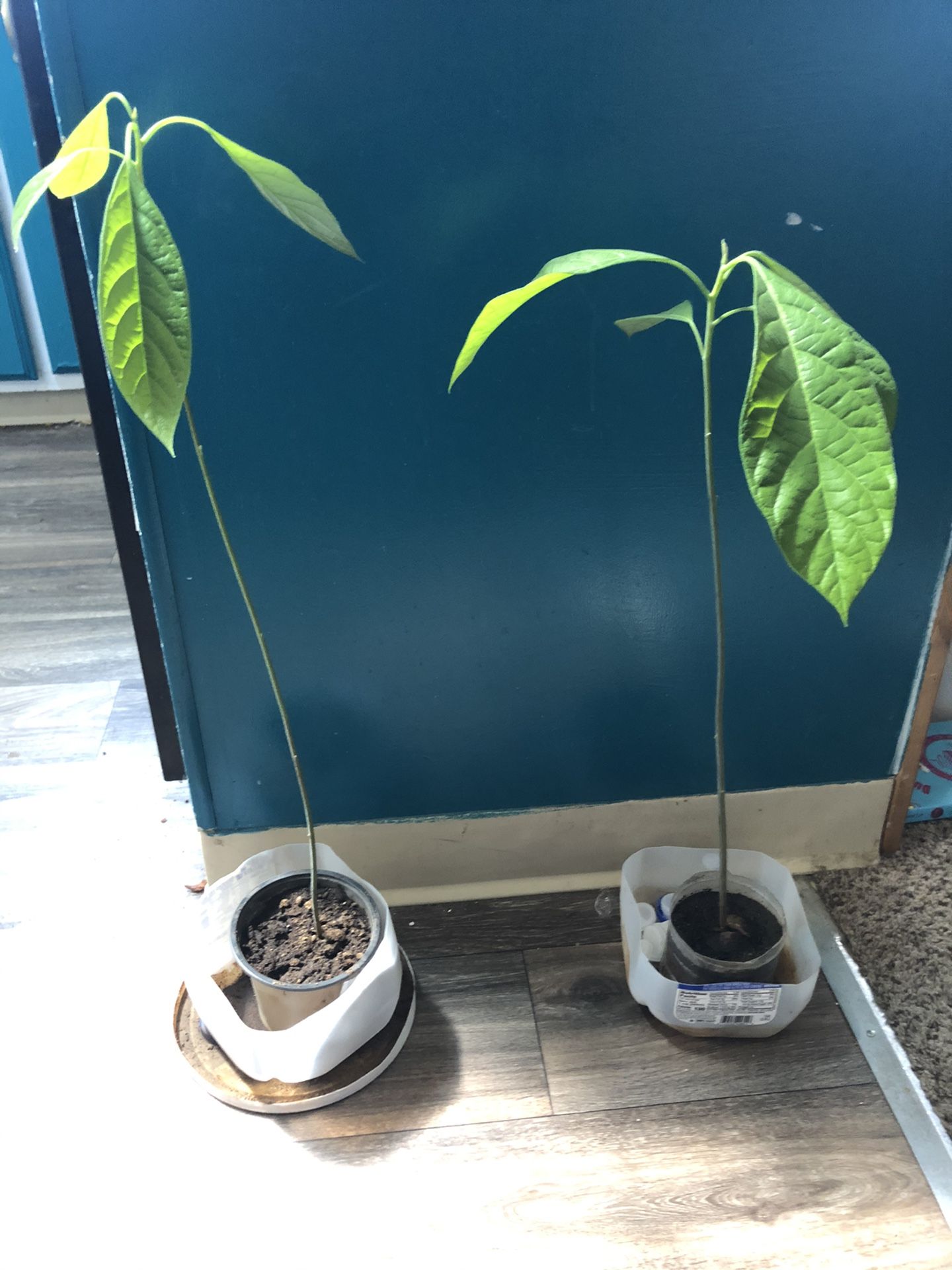 Indoor Avocado Plants 🥑