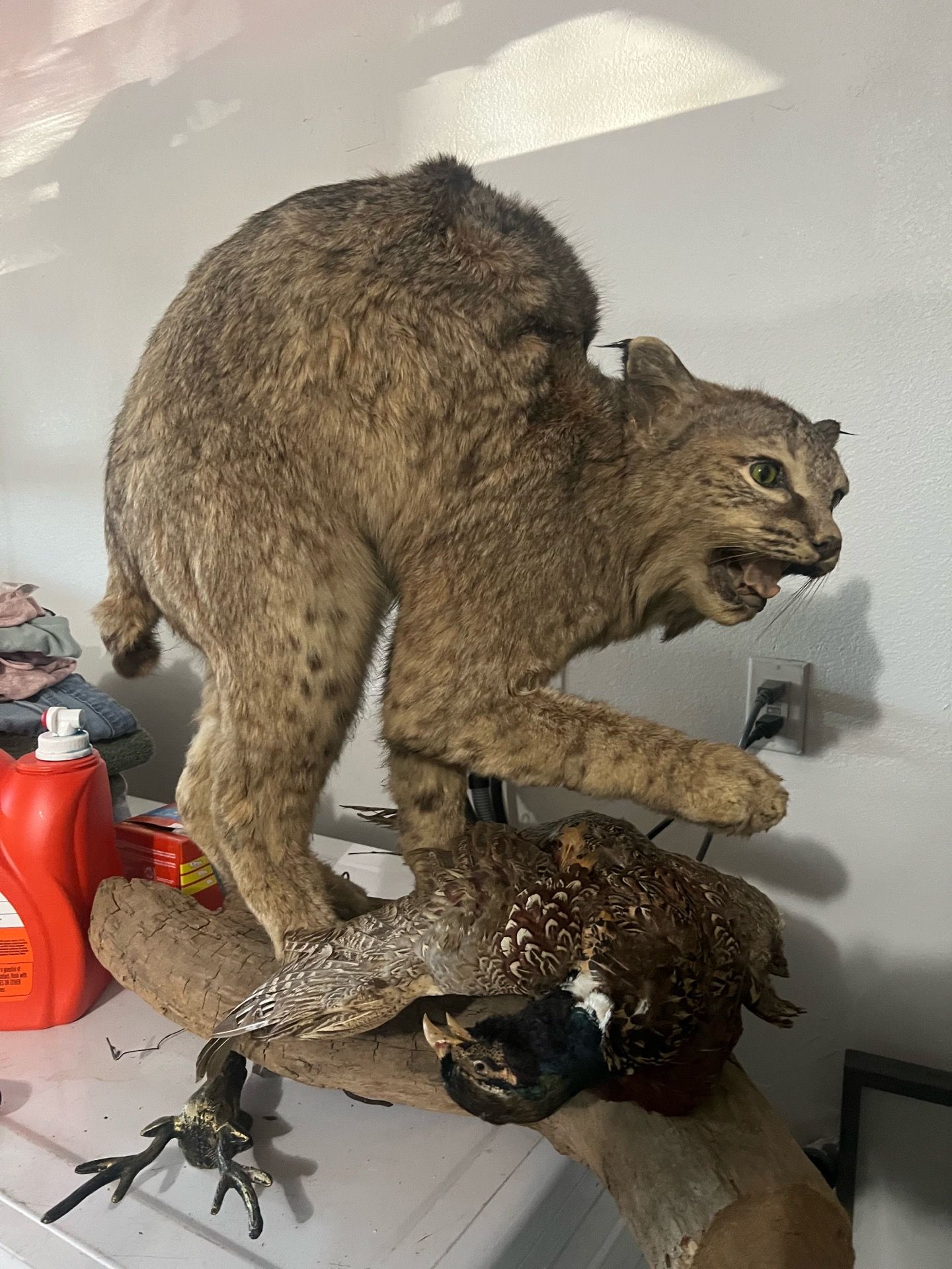 Bobcat taxidermy