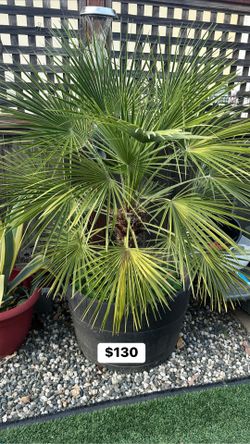 Palm Tree