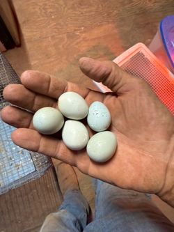 Celadon and jumbo fertilized quail eggs