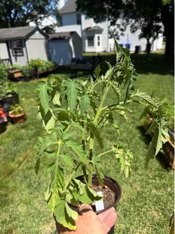 Vegetable Plants