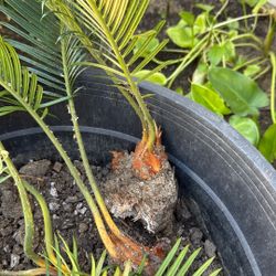 Sago Palm Saplings