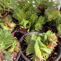 Succulent Plants In A 6 Inches Pot For $4 Each 