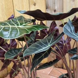 LIVE PLANT 2ft Alocasia Longiloba Dragon's tooth Elephant Ear live plant 2ft tall