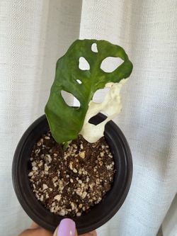 Monstera adansonii variegated leaf rooted