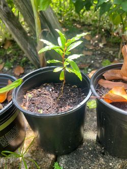 Pomegranate Seedlings
