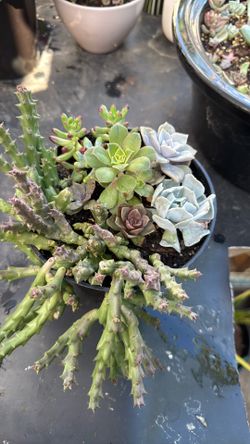 Suculentas
