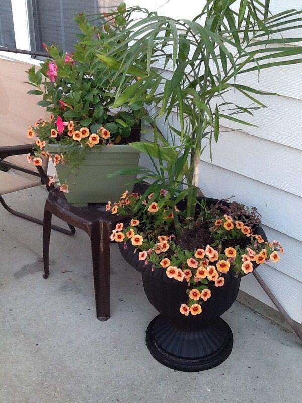Bamboo, Birds or Paradise and other plants in beautiful pot