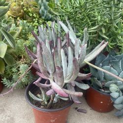 Succulents Plants 