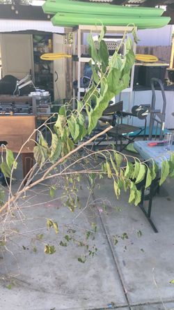 Cash only, mulberry bush, 5ft tall