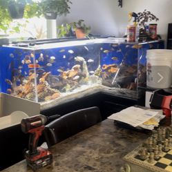 275 gallon acrylic fish tank