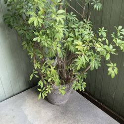 Large Schefflera Plant With Pot
