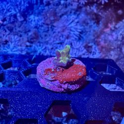 Miyagi Tort Coral Decor