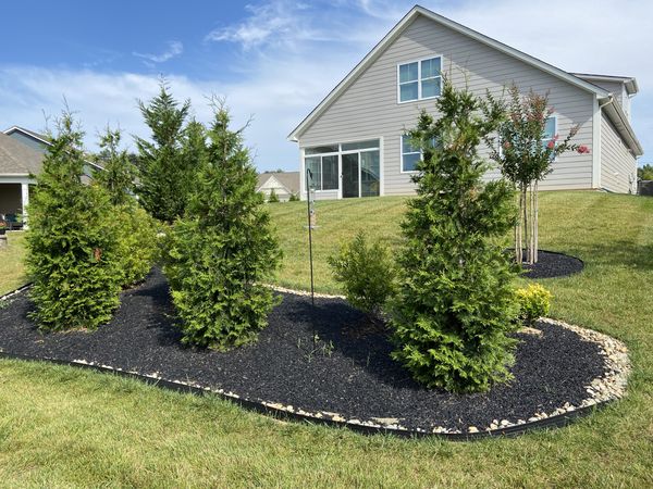 green giant arborvitae trees for sale in mooresville, nc