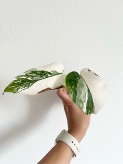 Half moon Albo Monstera