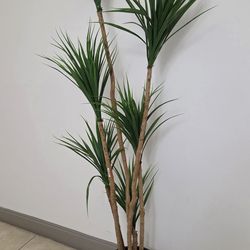 *** REDUCED *** 6ft Faux Spider Dracaena in a 15in (Tall) Black Resin Planter @ Lasting Creations