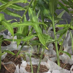 Culinary and Healing herbs for sale 