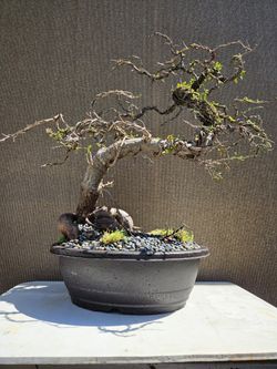 Old Operculicarya Decaryi Bonsai Tree 
