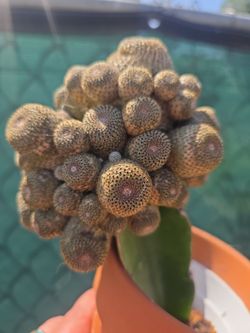 Rebutia heliosa cactus 🌵