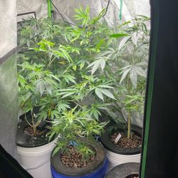 Indoor Grow Tent