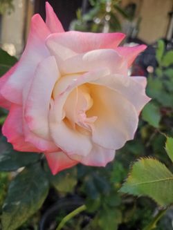 Rose Pots