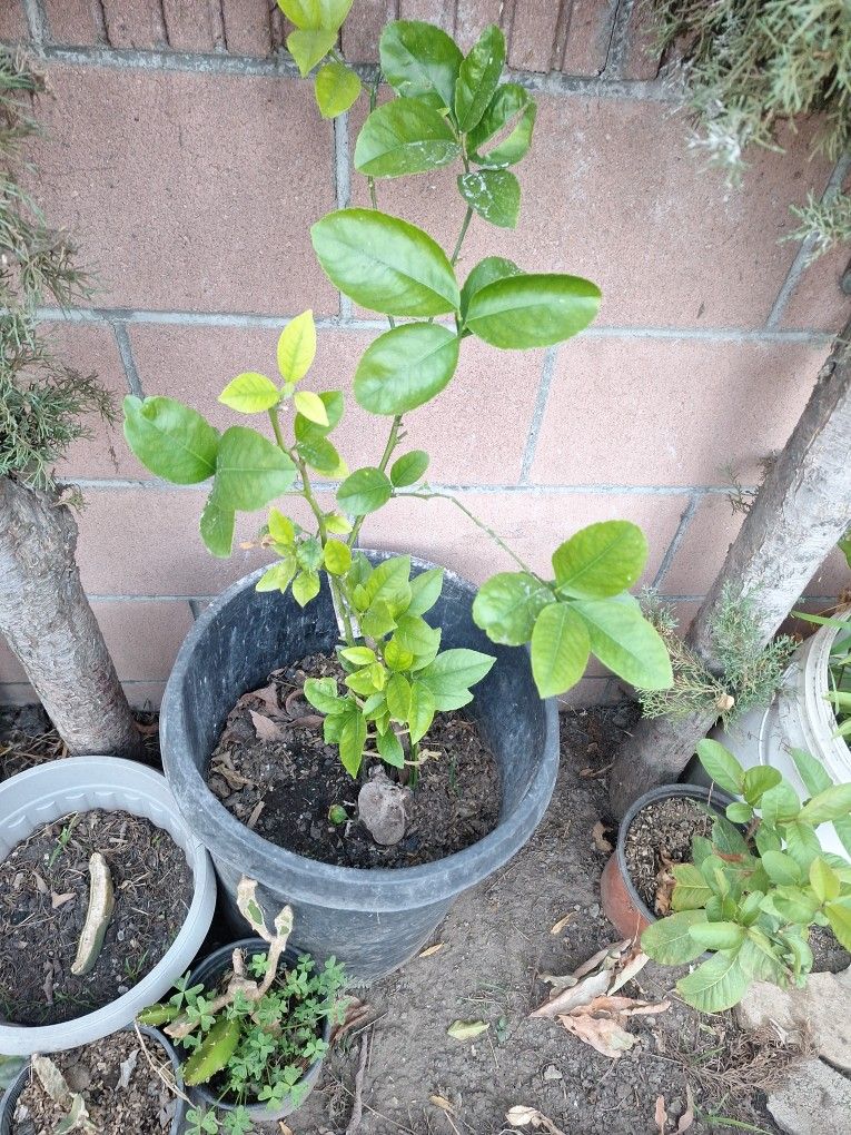 Limon