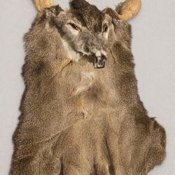 3 Whitetail Cape Taxidermy 