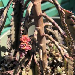 Mother Of Thousands PINK BUTTERFLIES Succulent Plant 