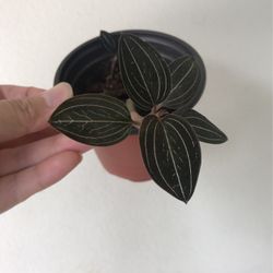 Beautiful Plant