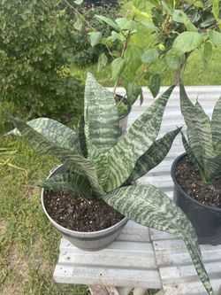 Platas Diferentes Precios 