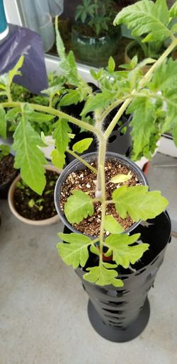 Early Girl red round early tomatoes Organic