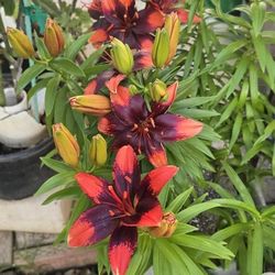 Flower Plant
