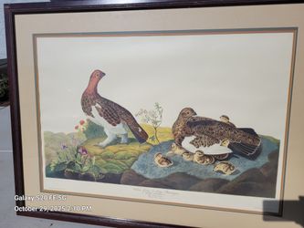 Audubon Bird Series